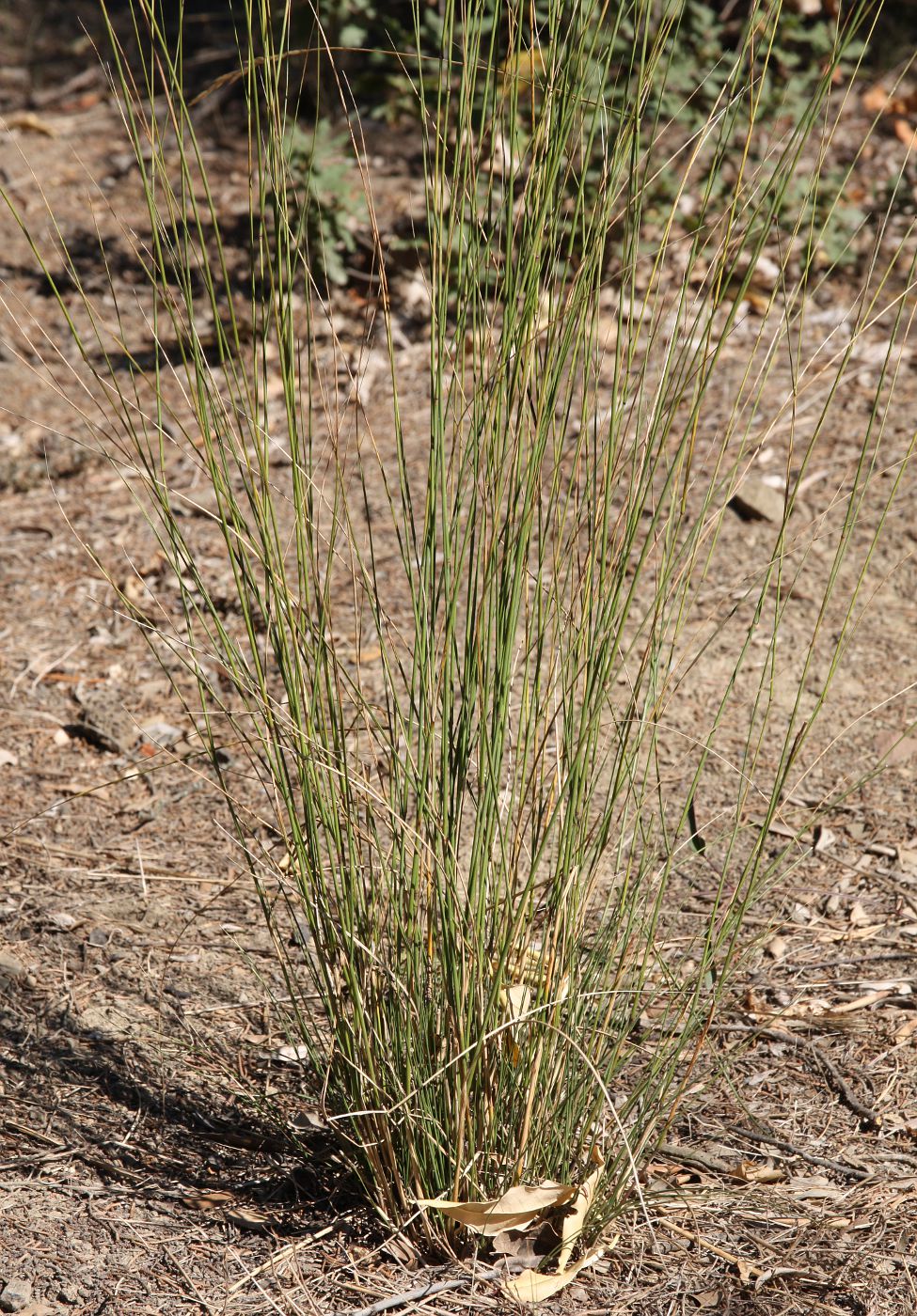 Изображение особи Achnatherum bromoides.