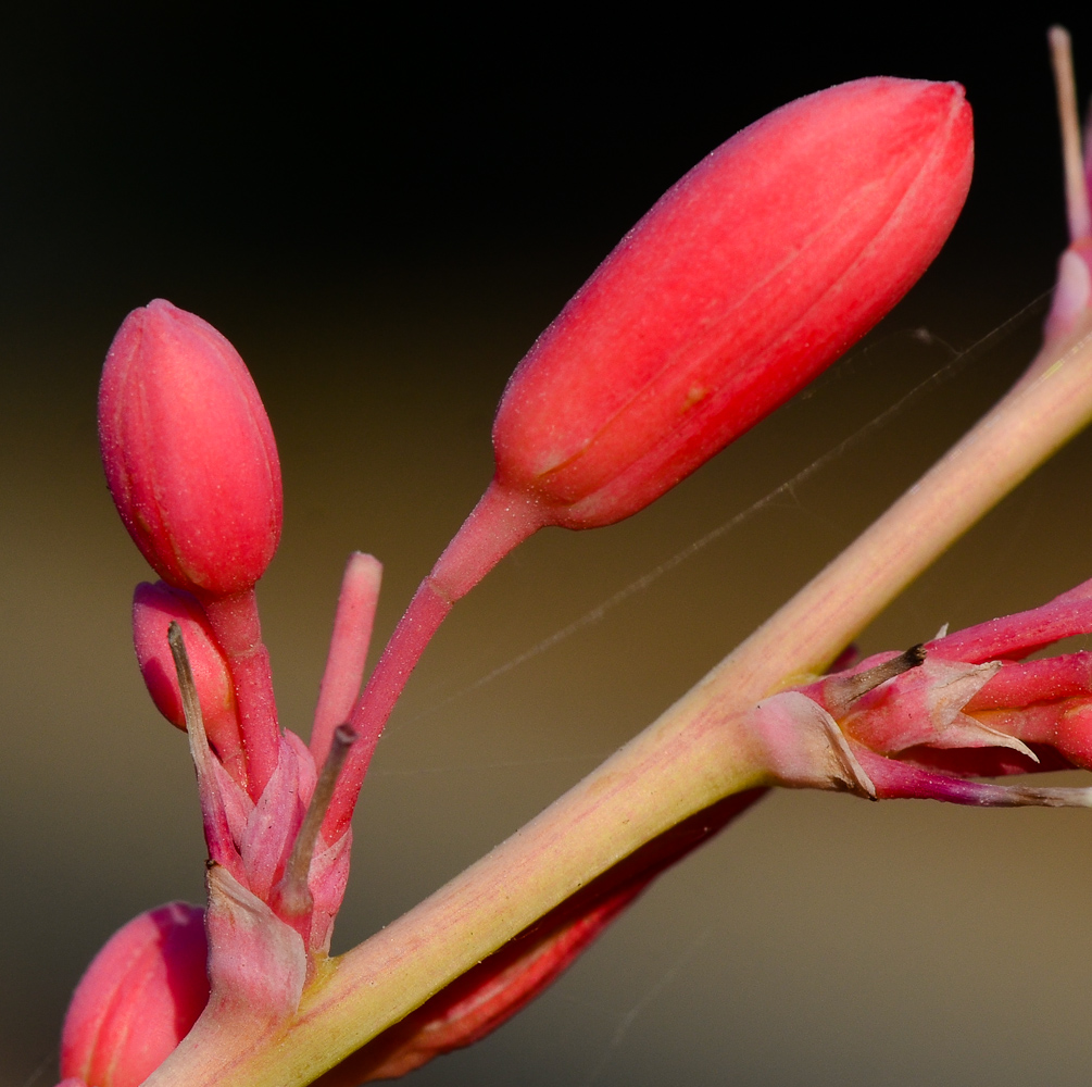 Image of Hesperaloe parviflora specimen.