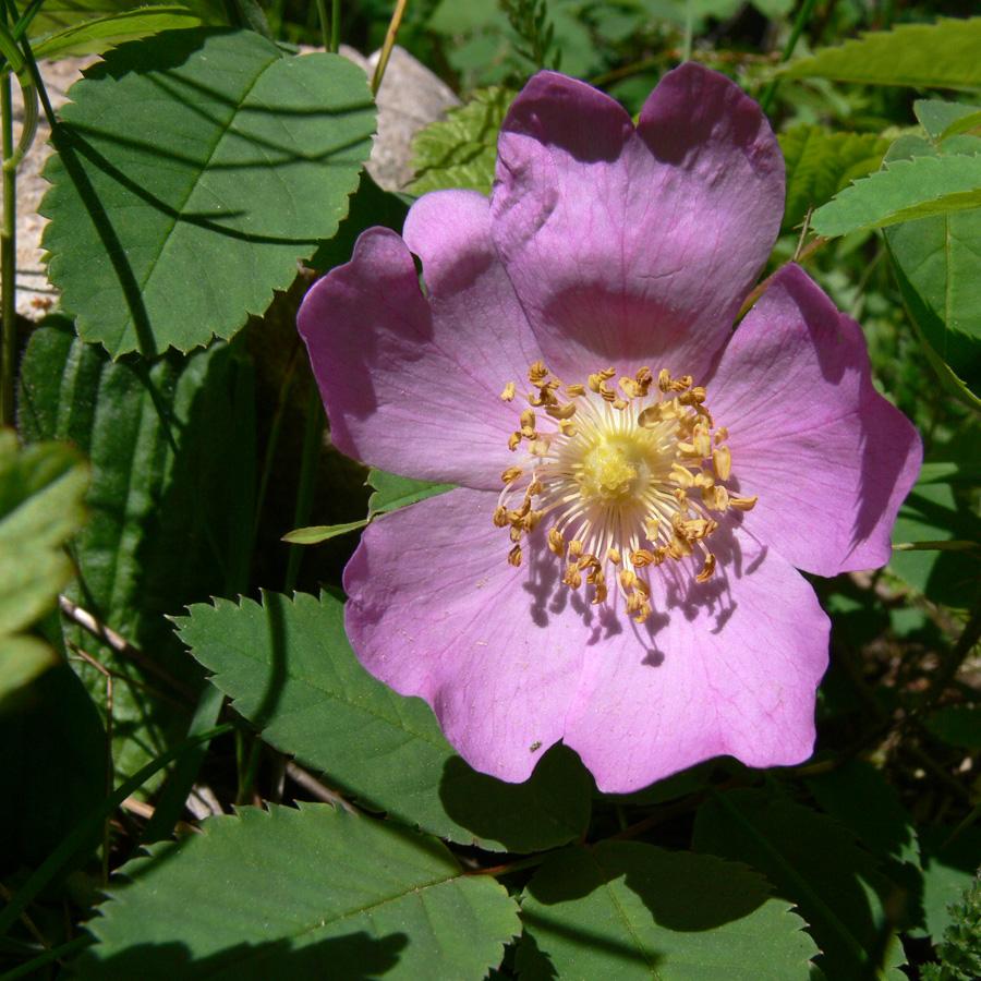 Image of Rosa acicularis specimen.