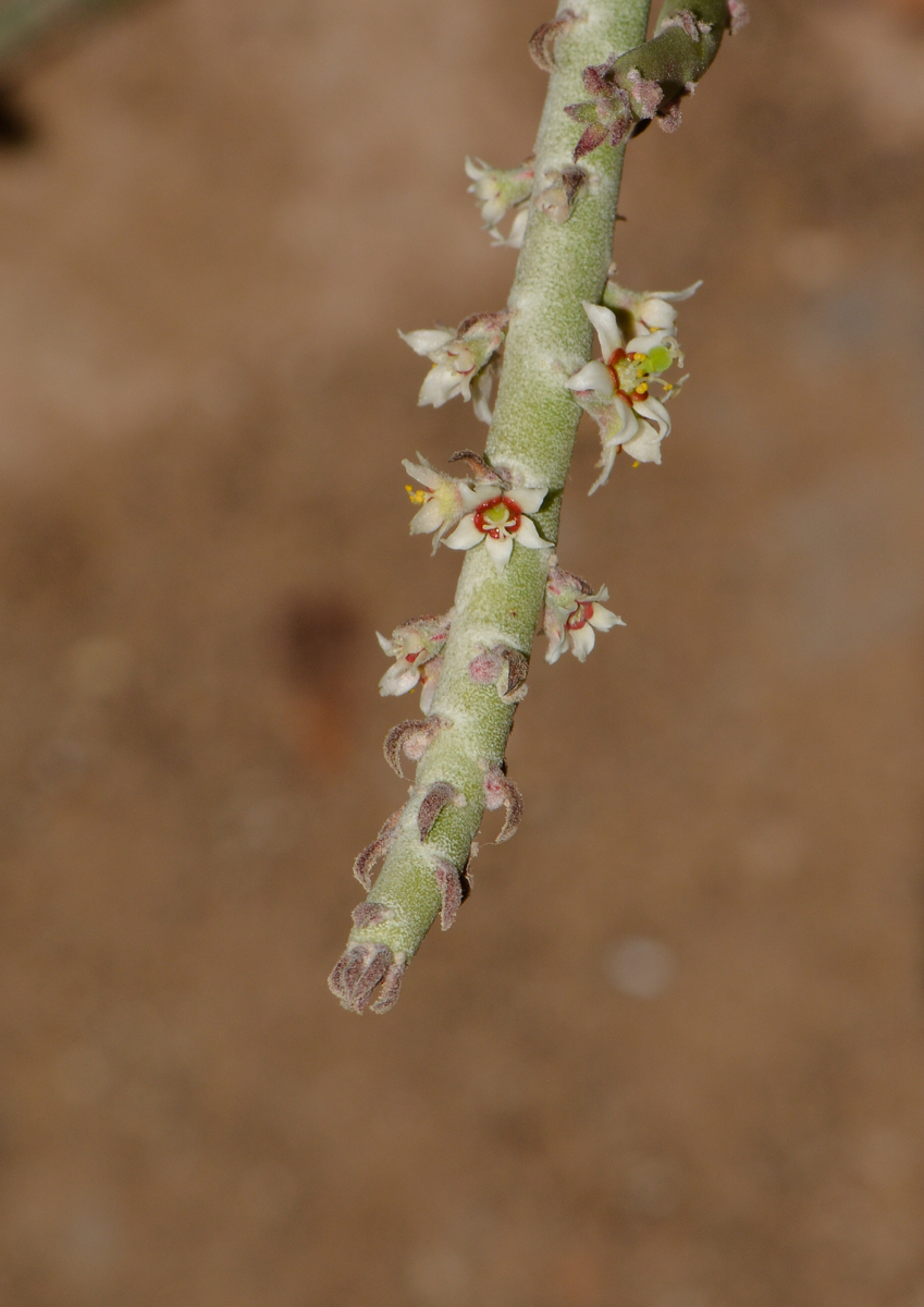 Изображение особи Euphorbia antisyphilitica.