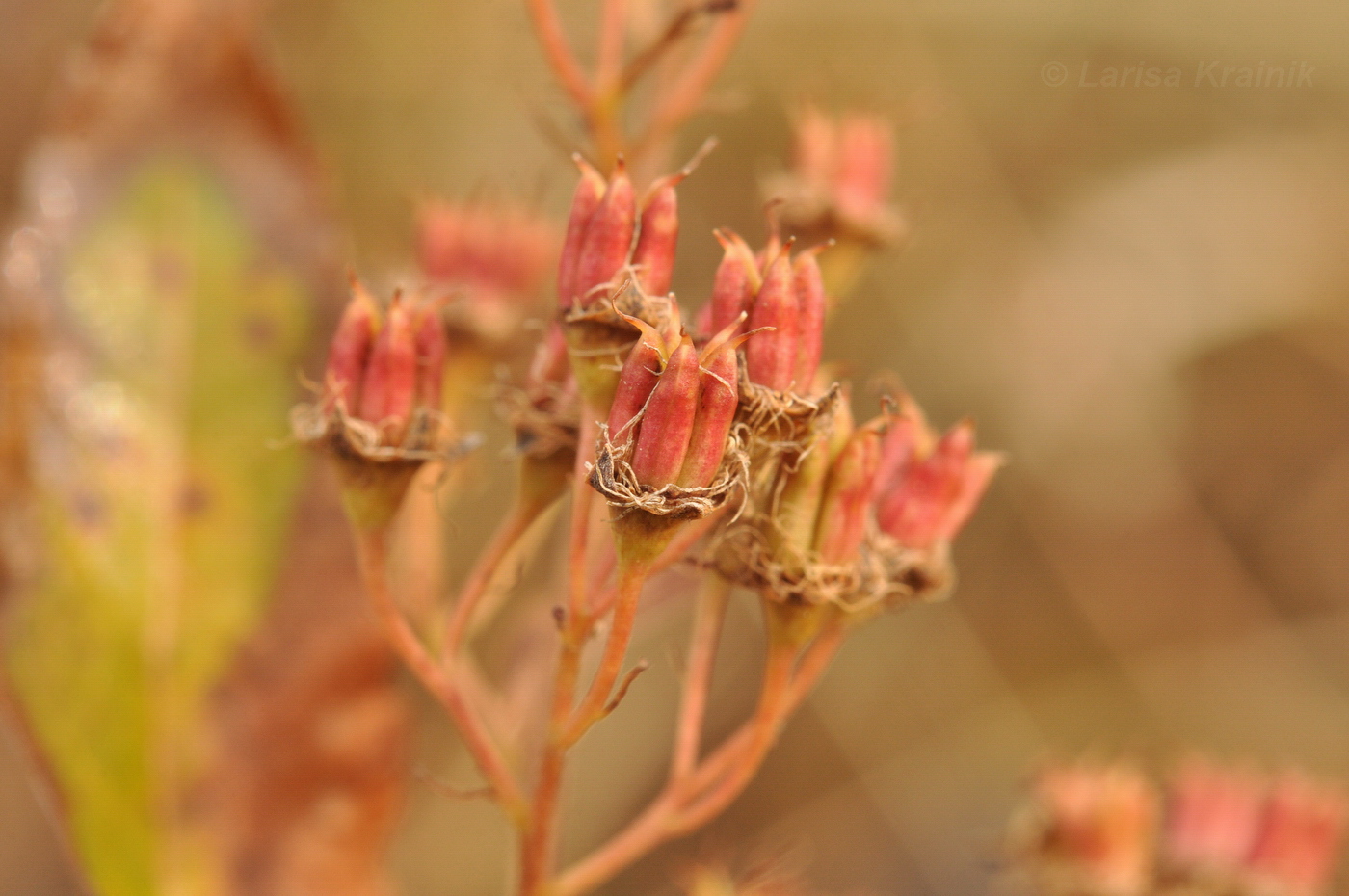 Image of Spiraea salicifolia specimen.