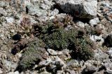 Cysticorydalis fedtschenkoana