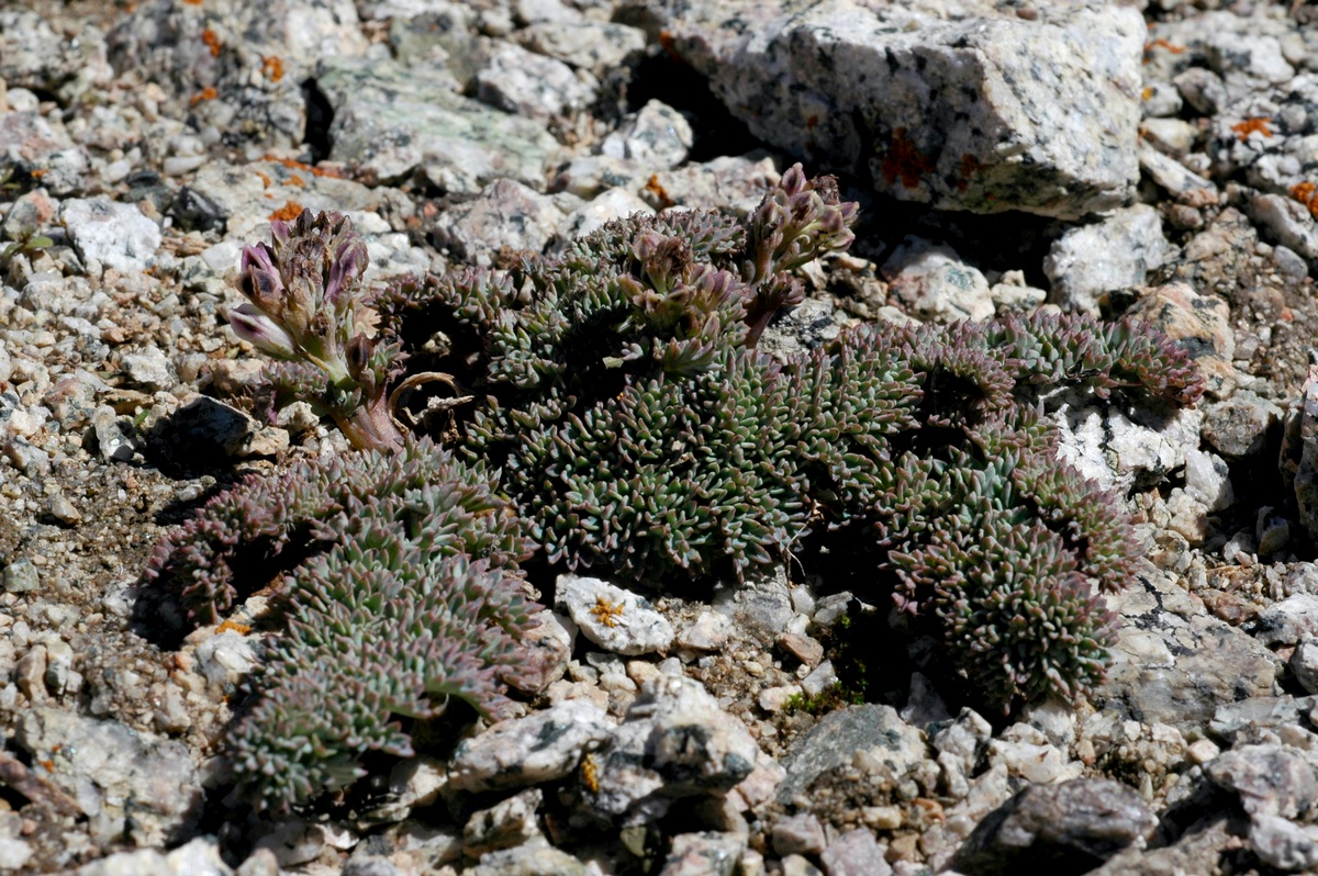 Изображение особи Cysticorydalis fedtschenkoana.