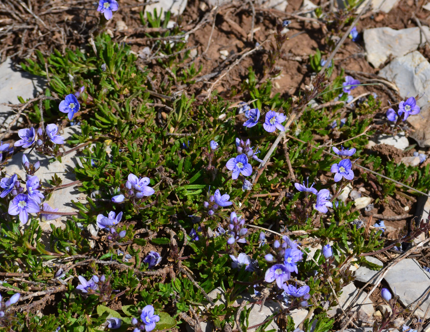 Image of Veronica bordzilowskii specimen.