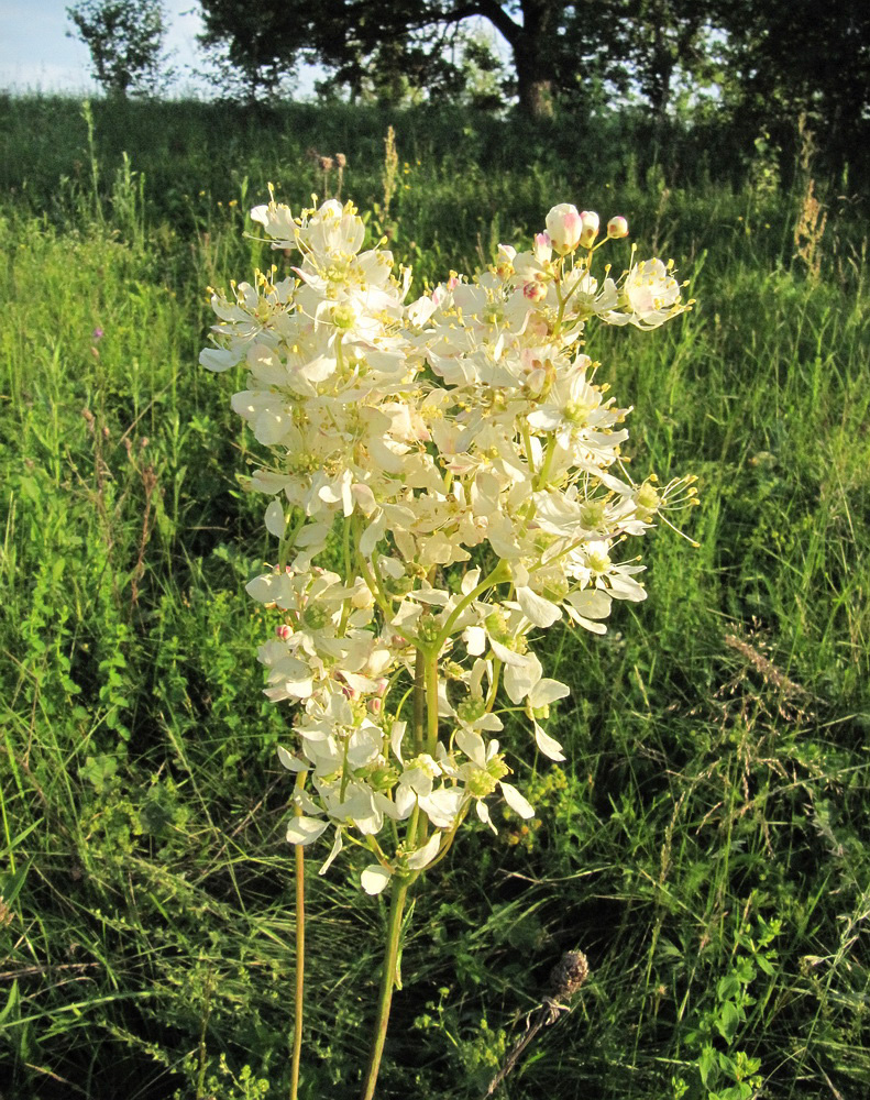 Image of Filipendula vulgaris specimen.