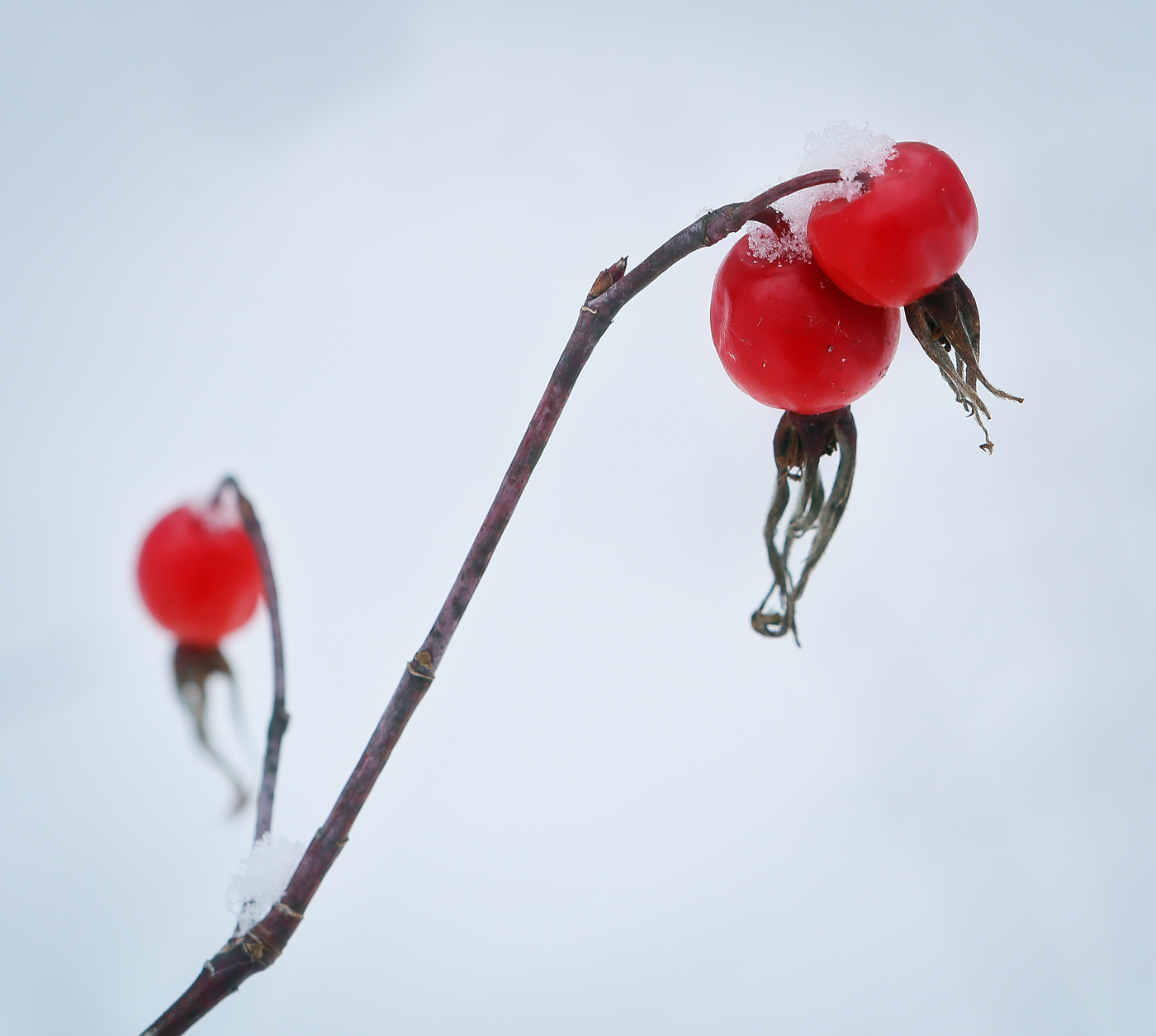 Image of Rosa cinnamomea specimen.