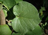 genus Aristolochia