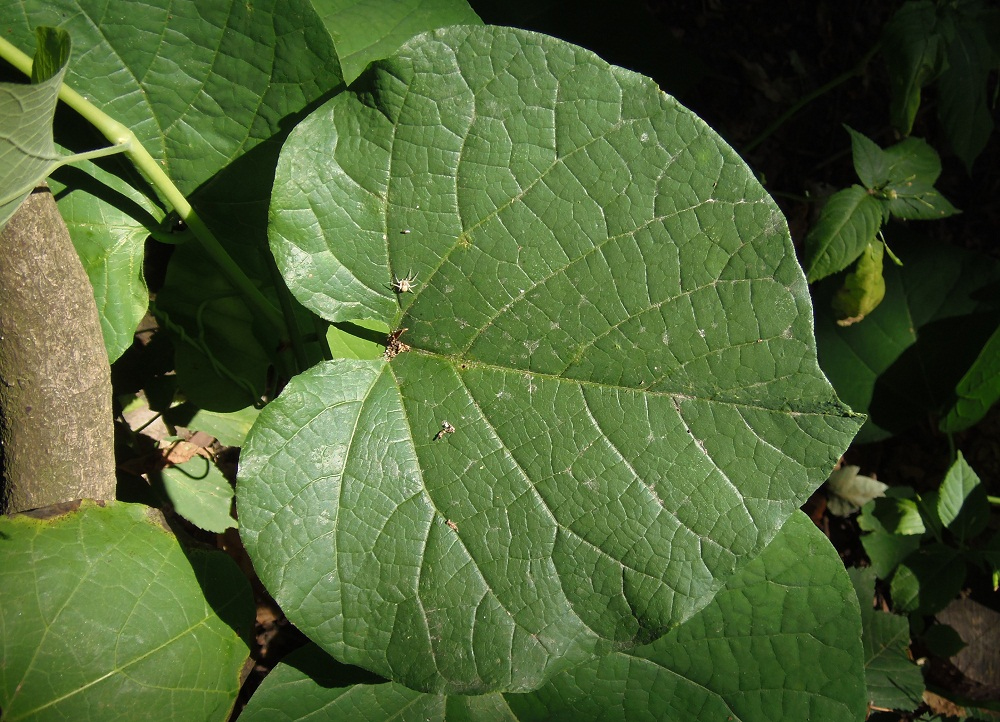 Изображение особи род Aristolochia.