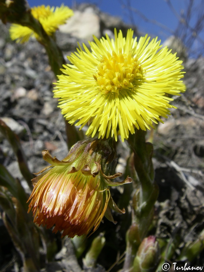 Image of Tussilago farfara specimen.