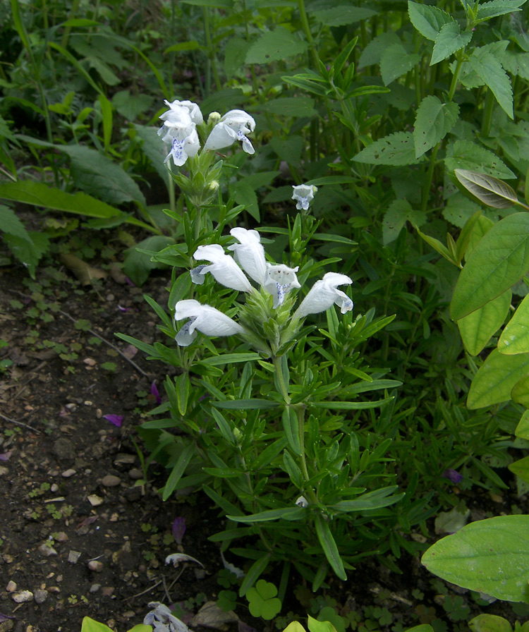 Изображение особи Dracocephalum argunense.