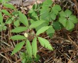 Anemone reflexa