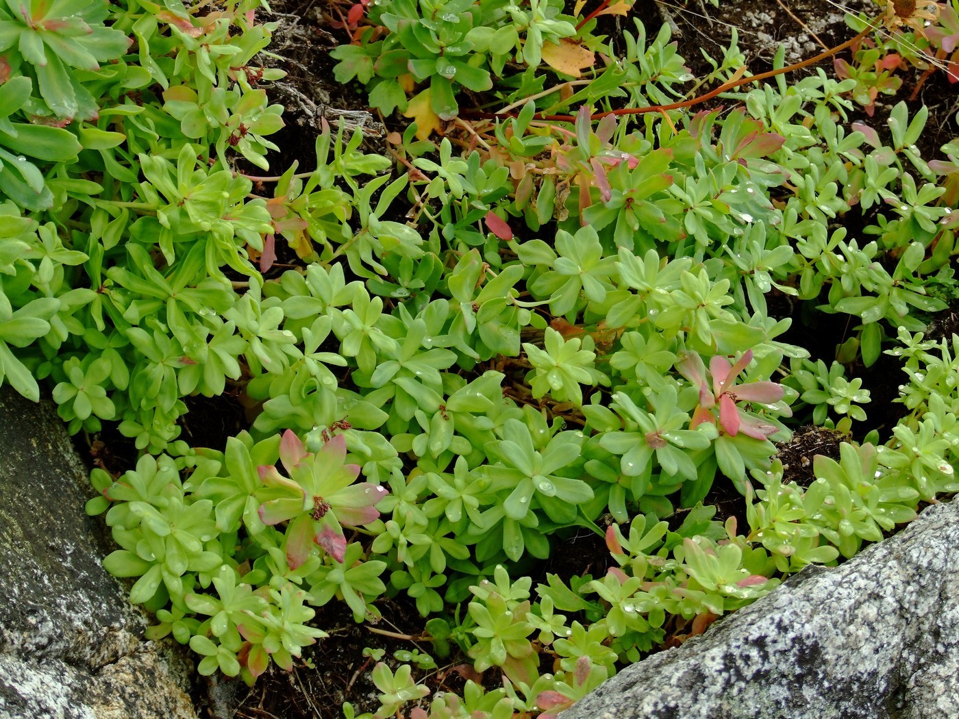Image of Rhodiola integrifolia specimen.