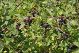 Rubus tauricus. Ветвь плодоносящего растения. Крым, окр. г. Феодосия, гора Тепе-Оба. 15 августа 2007 г.
