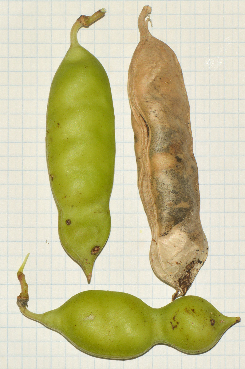 Image of Canavalia maritima specimen.