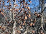Halimodendron halodendron. Ветви с прошлогодними плодами. Казахстан, побережье р. Или, р-н Баканаса. 01.04.2010.