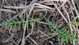 Achillea millefolium. Молодые листья. Московская обл., г. Электрогорск, пустырь. 12.03.2017.