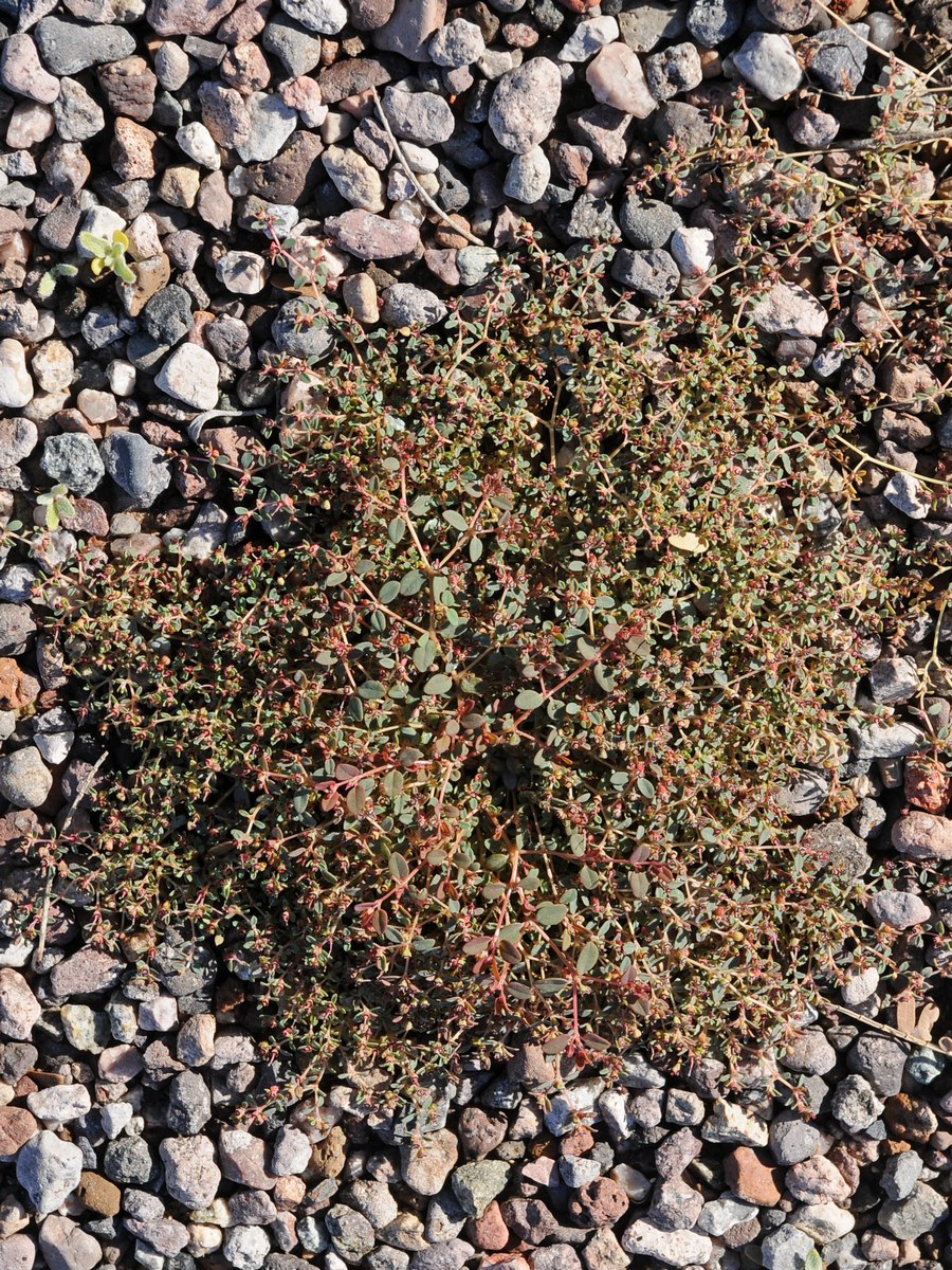 Изображение особи Euphorbia arizonica.