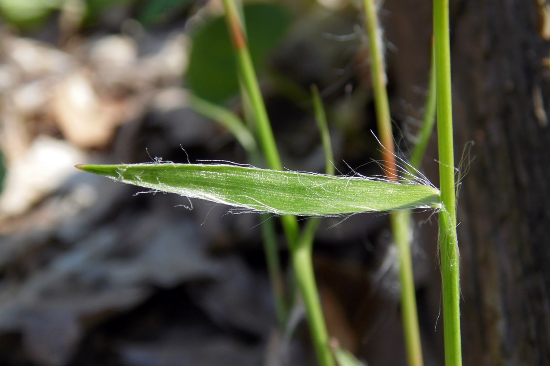Image of Luzula pilosa specimen.