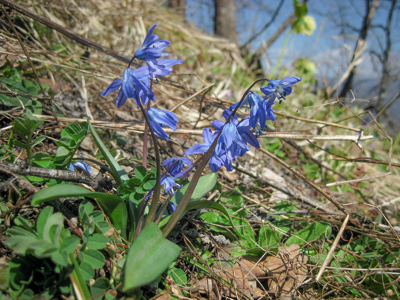 Изображение особи Scilla siberica.