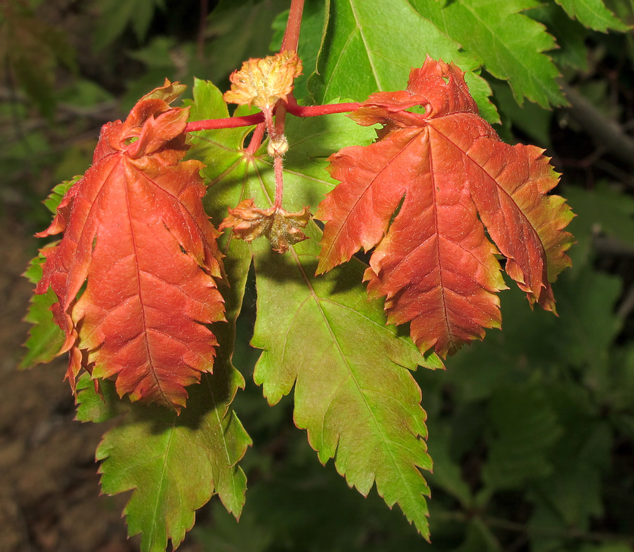 Image of Acer palmatum specimen.