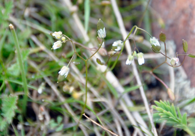 Image of Erophila verna specimen.