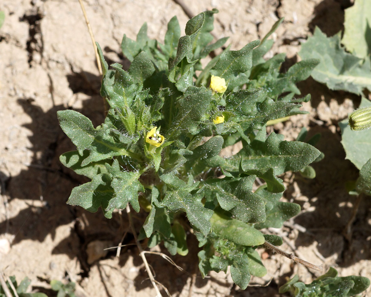 Изображение особи Hyoscyamus pusillus.