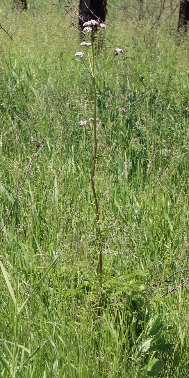 Изображение особи род Valeriana.