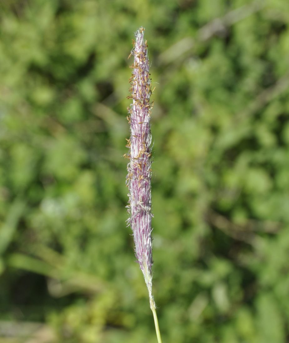 Image of Imperata cylindrica specimen.