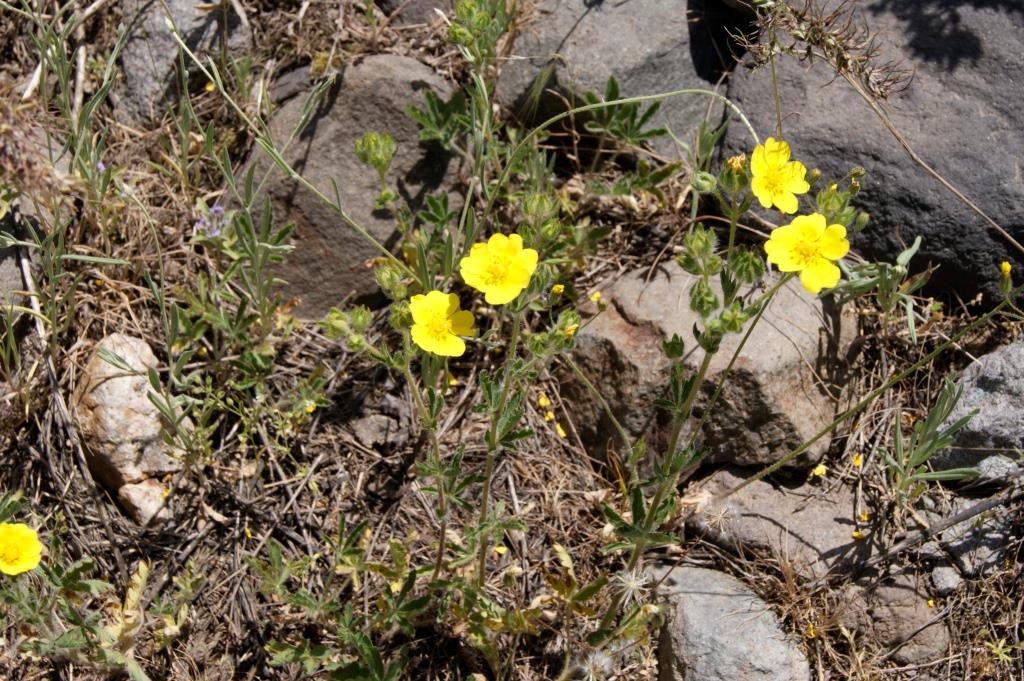 Изображение особи Potentilla recta.