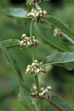 Rumex conglomeratus