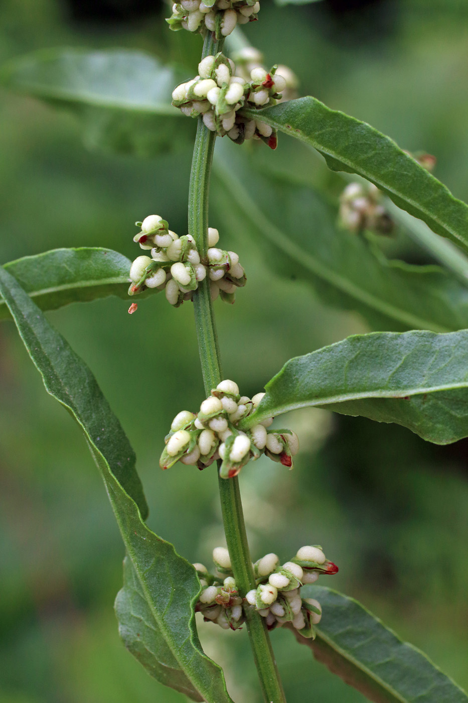 Изображение особи Rumex conglomeratus.