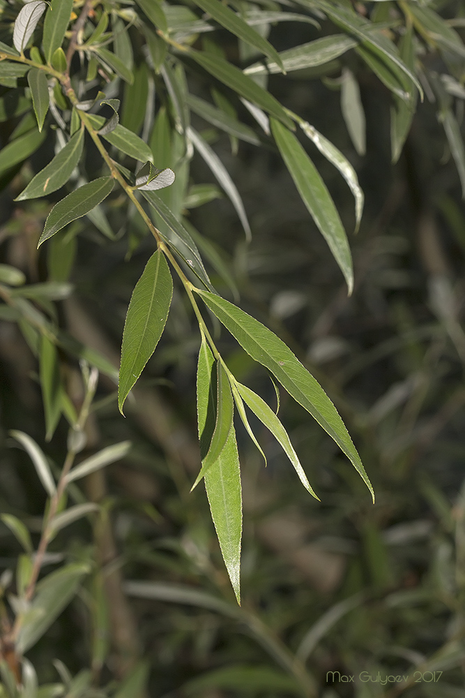 Image of Salix alba specimen.