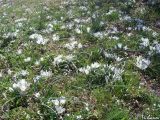 Ornithogalum fimbriatum