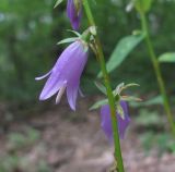 Campanula rapunculoides. Часть соцветия, поражённого ржавчинным грибом. Краснодарский край, Абинский р-н, окр. пос. Новый, широколиственный лес. 05.07.2017.