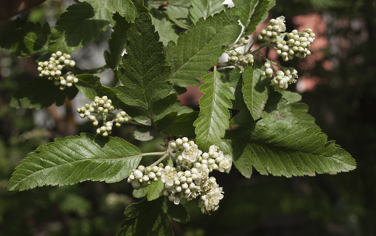 Image of Sorbus &times; thuringiaca specimen.