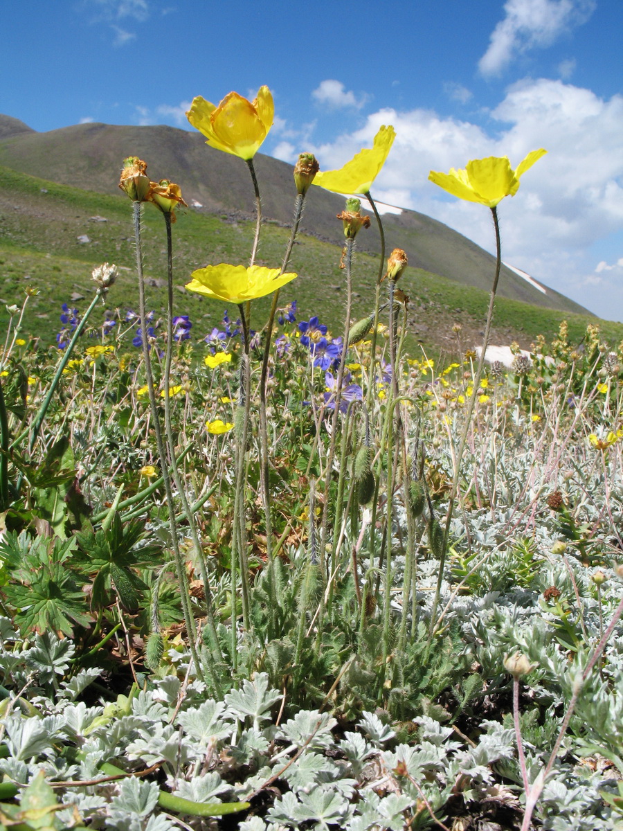 Image of Papaver croceum specimen.