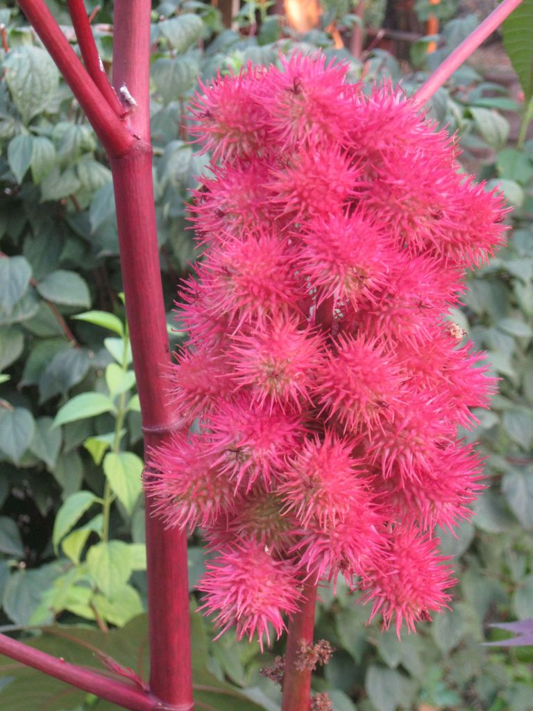 Image of Ricinus communis specimen.