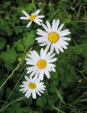 Tripleurospermum inodorum. Соцветия. Москва, Новогиреево, ул. Кусковская, на газоне. 04.08.2017.