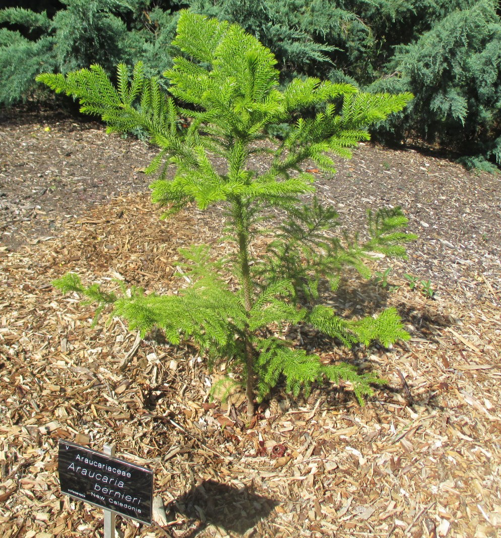 Изображение особи Araucaria bernieri.