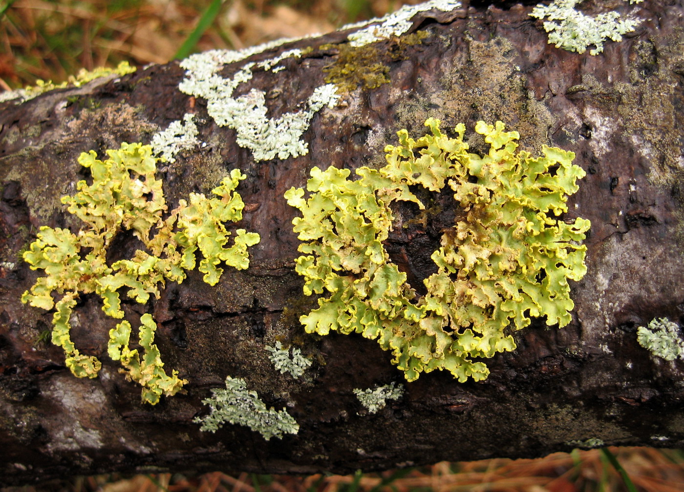 Image of Vulpicida pinastri specimen.