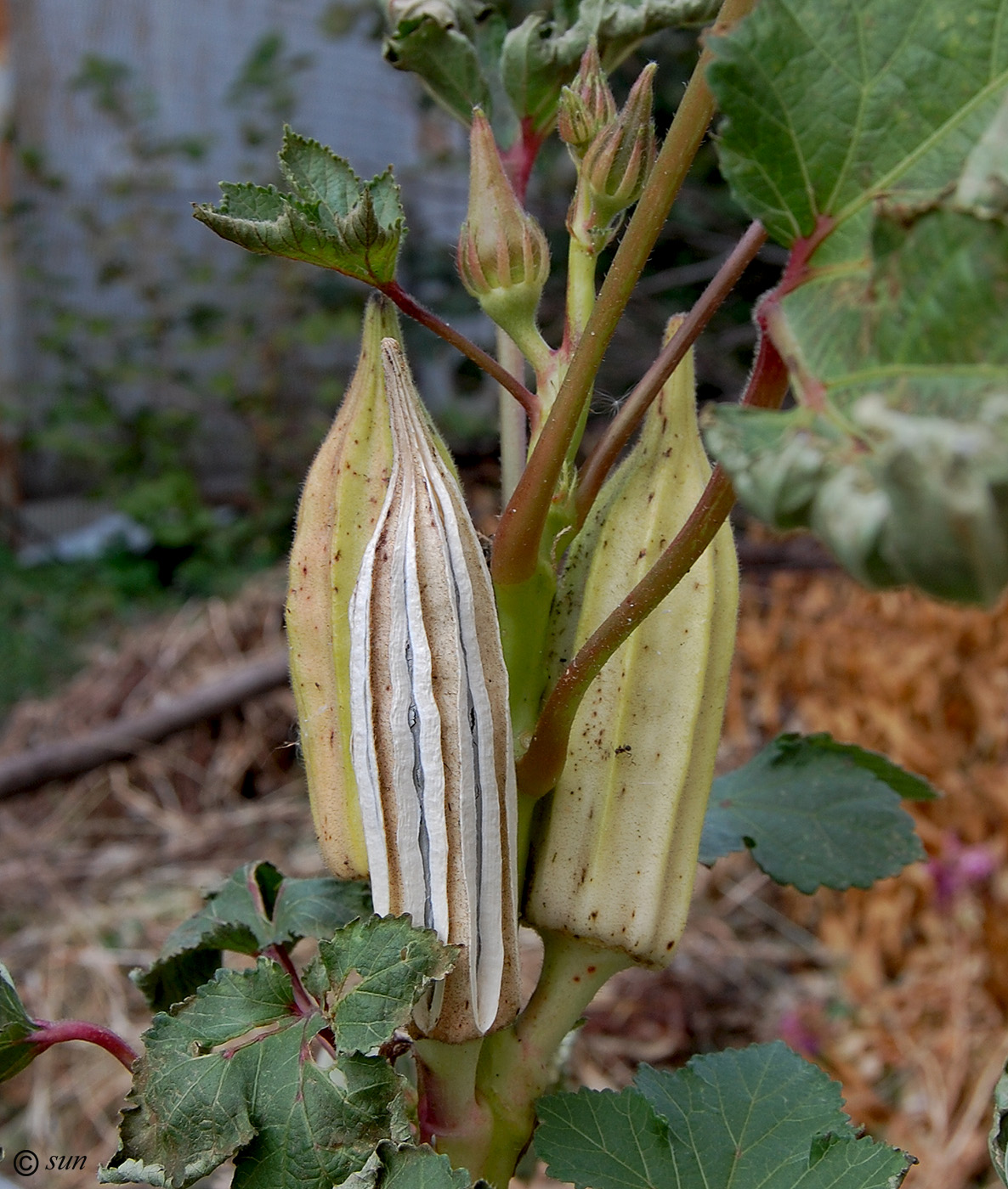 Image of Hibiscus esculentus specimen.