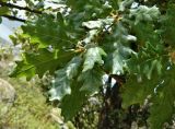 Quercus pyrenaica. Верхушка веточки. Испания, Центральная Кордильера, нац. парк Сьерра-де-Гуадаррама, гранитный массив La Pedriza, гора El Yelmo. Июль.