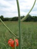 Lilium callosum