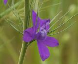 Image of taxon representative. Author is Роланд Цандекидис