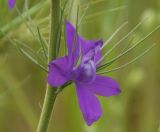 Delphinium phrygium