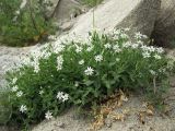 Stellaria ruscifolia. Цветущее растение. Магаданская обл., Ольский р-н, Ольское побережье, в окр. устья руч. Наледный, скала над морем. 10.07.2015.