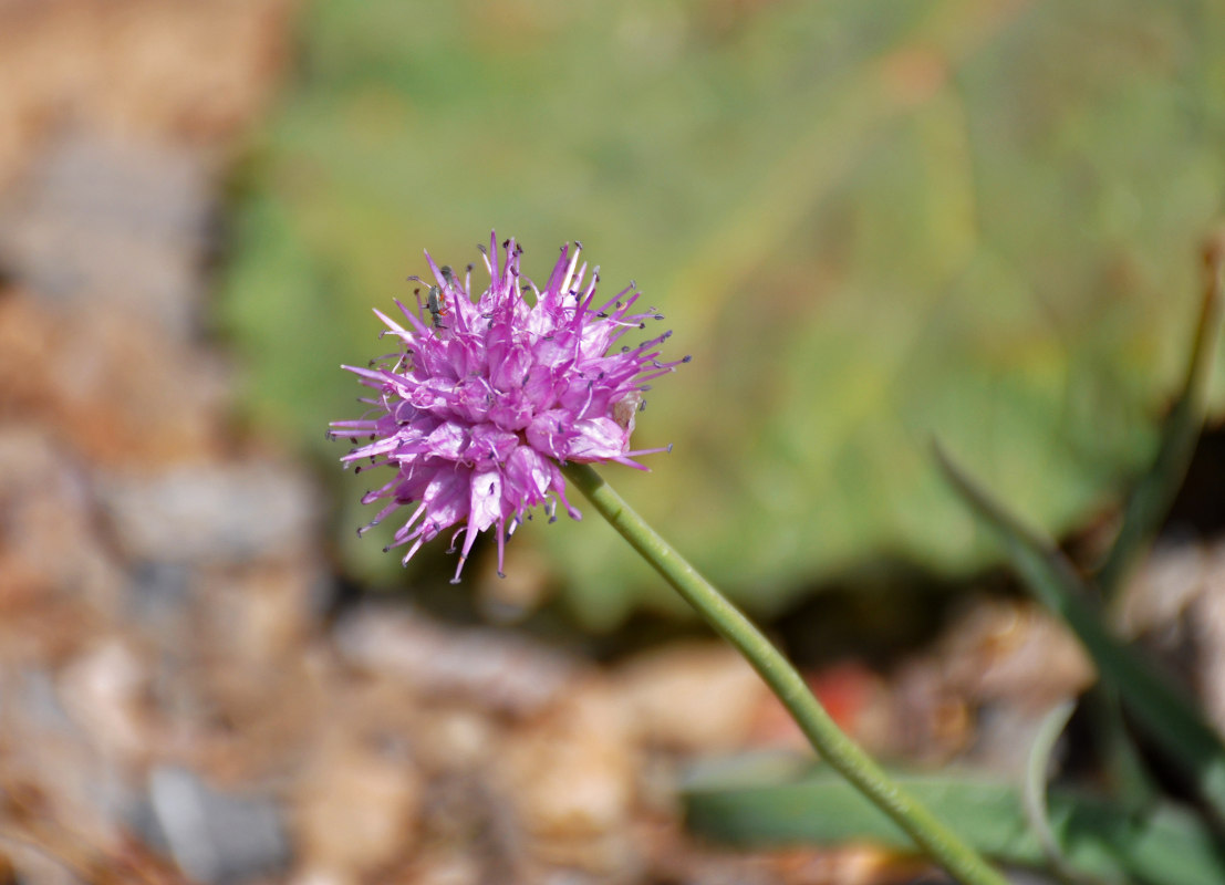 Image of Allium carolinianum specimen.