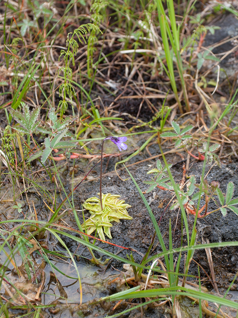 Изображение особи Pinguicula vulgaris.