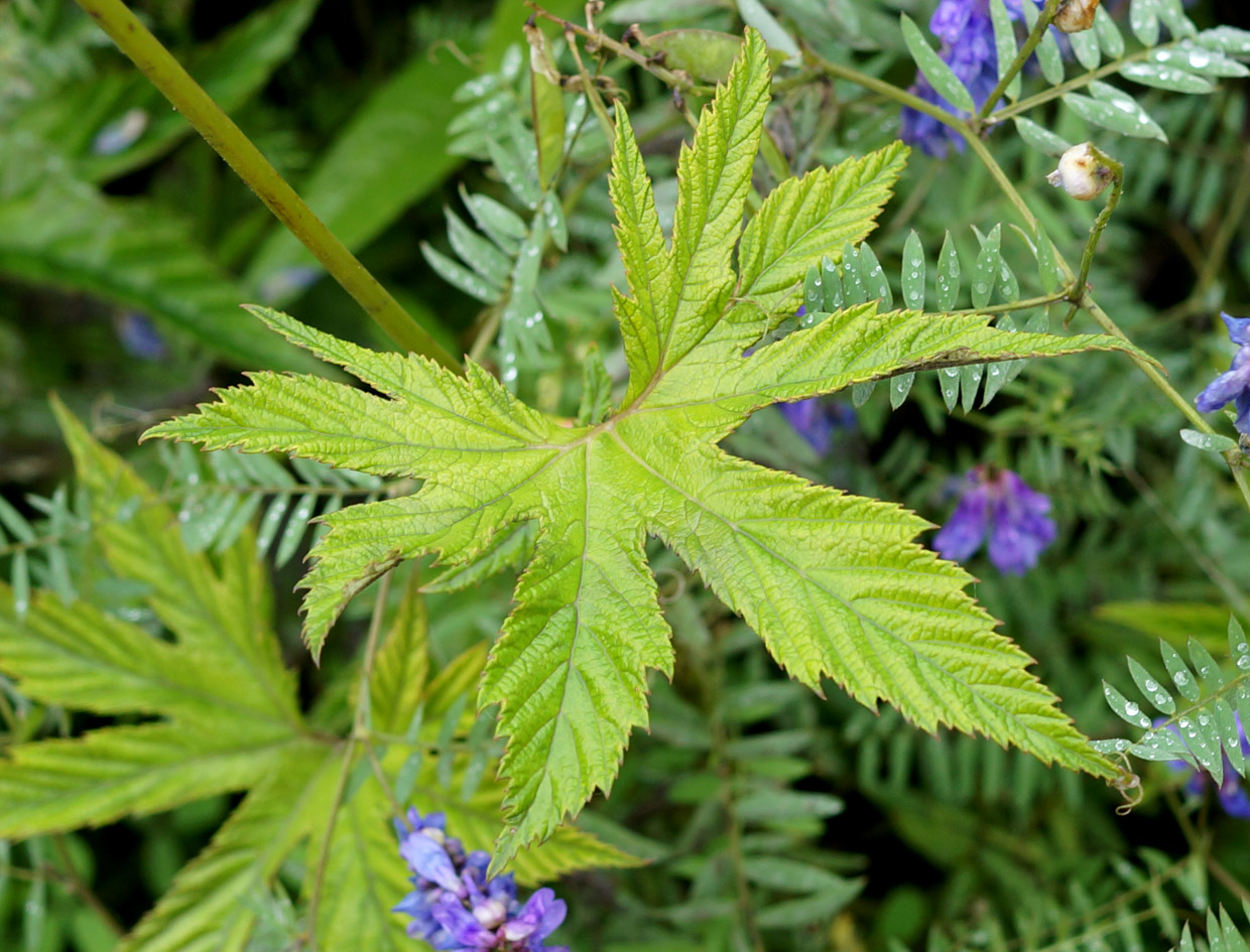 Image of Filipendula palmata specimen.