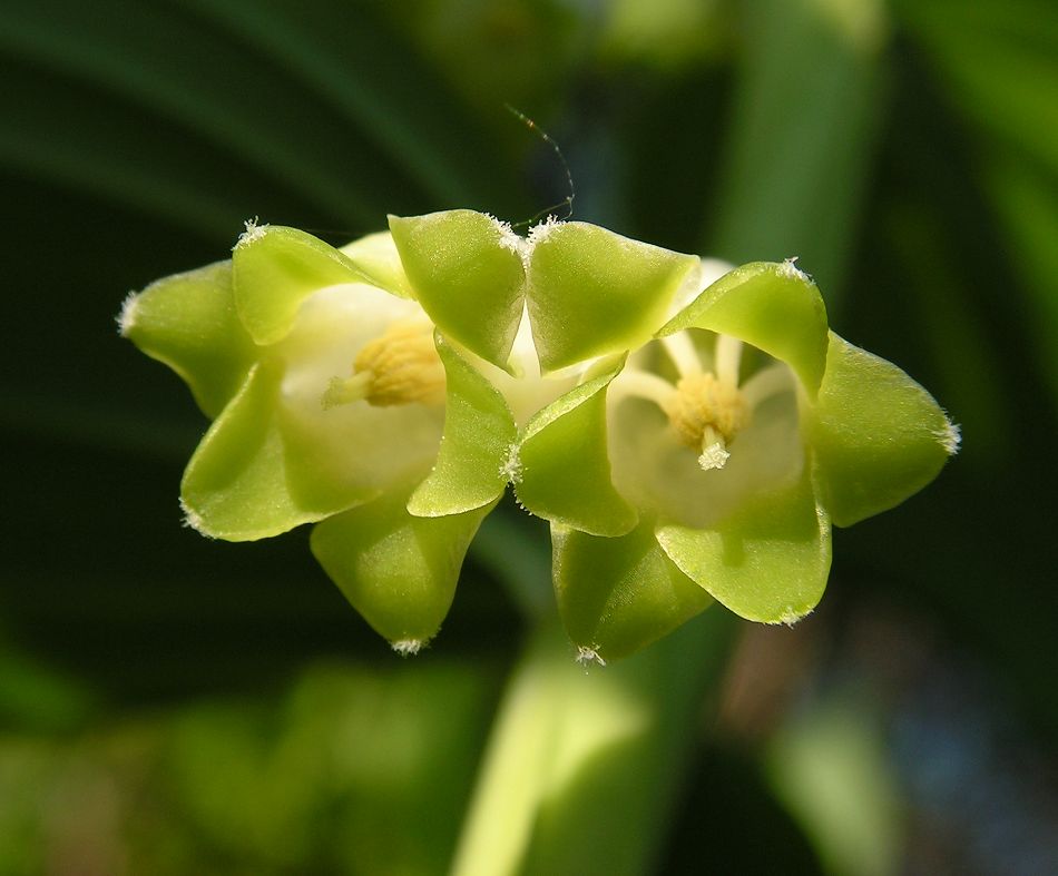 Image of Polygonatum odoratum specimen.